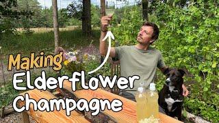How I Make Delicious Elderflower Champagne At My Off-Grid Tiny House in The Forest 