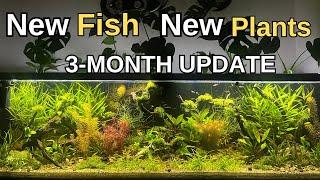 Dirted Tank 3-Month Update, No Filter, No Co2, No Fertilizer,  No Water Change,  Ecosystem | 2024