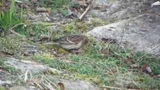 Rzepołuch (Carduelis flavirostris)