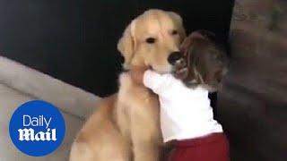 Toddler hugs Golden Retriever before heading out to school - Daily Mail