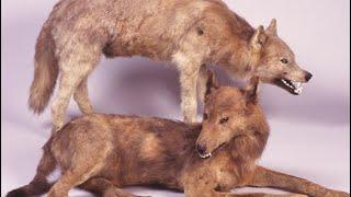  14 Extinct Wolf Species You Should Know About 