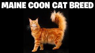 Maine Coon Cat Breed 10 Unknown Facts  Why Should Own One