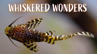 Catfish Chronicles: 13 Whiskered Wonders for Your Aquarium