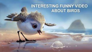 INTERESTING FUNNY VIDEO ABOUT BIRDS