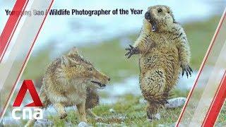 Image of fox startling marmot wins top wildlife photography prize