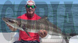 COBIA:  Sight casting for cobia on the Chesapeake Bay with Dan White