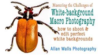 Mastering White Background Macro Photography