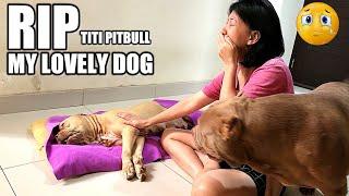 RIP TITI PITBULL MY LOVELY DOG | HEWIE PITBULL CHANNEL #hewiepitbull