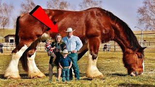 TOP 10 MOST POWERFUL HORSE BREEDS IN THE WORLD!!