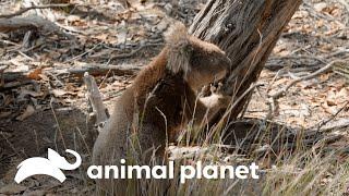 Grande incêndio florestal ataca a ilha dos coalas | A Família Irwin | Animal Planet Brasil