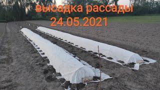 Посадка арбузов и дыни в северных районах Украины на 2021