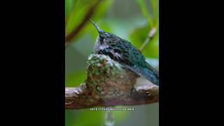 Saking kecilnya burung kolibri lebah, seekor semut pun bisa jadi masalah besar #shortvideo #burung