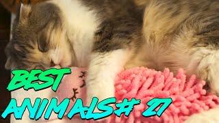 Best Animals Coub #27 | Лучшие кубы с животными №27 (Апрель 2020)