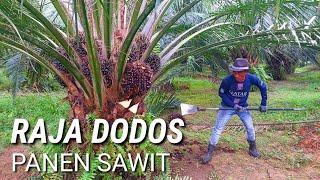 raja dodos panen sawit dodos tajam jenis sawit ini sangat mengutungkan pemanen sawit unggul