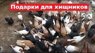 Зима, готовим подкормку для хищников.