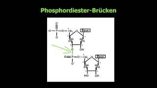 Biochemie ─ Nukleinsäuren