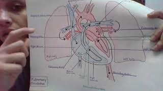 BIOL 2114L Video Essay Blood Flow Through the Heart Week 6