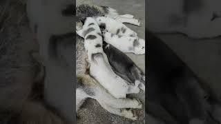 induk anjing husky lagi menyusui 5 ekor anak #shorts #huskylovers #viral