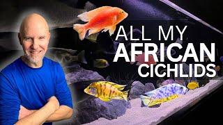 Every AFRICAN CICHLID in Detail!