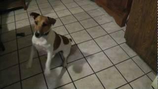My Jack Russell Terrier - Grady - Doing Karate Roundhouse Kicks