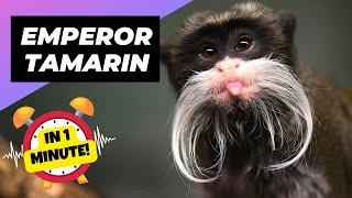 Emperor Tamarin - In 1 Minute!  One Unique Animal You Have Never Seen | 1 Minute Animals