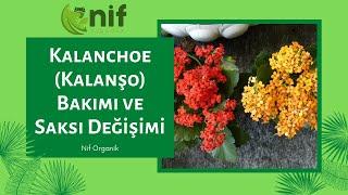 Nif Organik | Kalanchoe (Kalanşo) Bakımı ve Saksı Değişimi