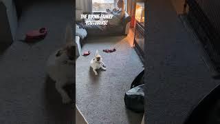 Jack Russell CHASING HER TAIL As She Gets A Wee Bit Bored! - BFF Puppy And Dog Shorts #239