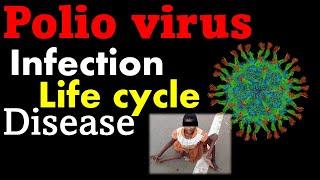 Polio virus life cycle explained