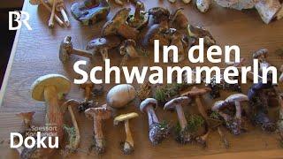 Pilze sammeln: Paul Enghofer in den Schwammerln | Zwischen Spessart und Karwendel | Doku | BR