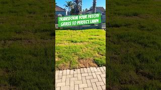 Transforming My Patchy Lawn with Liquid Fertilizer! | MGP