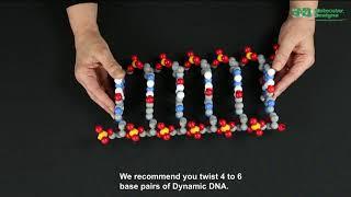 Dynamic DNA - Base Pairing and Twisitng DNA