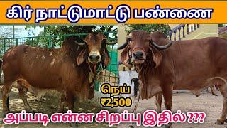 Gir Cow dairy farm | Gir Cow for sale | Gir Cow Vedio | கிர் சினை மாடுகள் |கிர் கிடாரிகள்விற்பனைக்கு