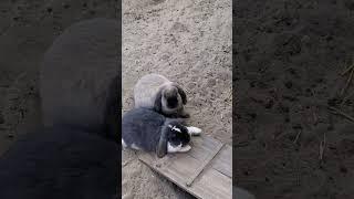 FUNNY BUNNIES  #shorts #bunny #bunnies #funnyvideos