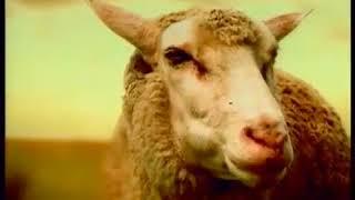 Mentos - Sheep Ad