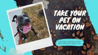 Take a Pet Friendly Vacation