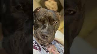 Asmr #pitbull dog animals eats food  mummy mummy I want some pasta #animals asmr #asmr