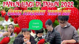 PANEN STRAWBERRY TANPA BIJI DI AWAL TAHUN - MANIS  NYA BUKAN MAIN