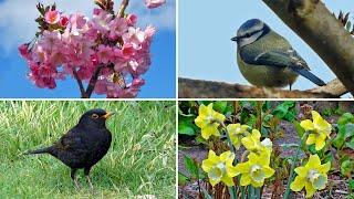 Garden Birds and Spring Colours