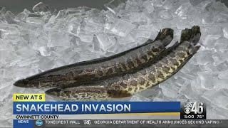 Snakehead fish may be a threat to native Georgia species