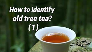 How to identify old tree tea? (1)