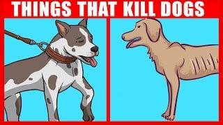 11 Things You Didn’t Realize Are Killing Your Dog