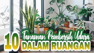 10 Tanaman Hias Pembersih Udara Dalam Ruangan, Top 10 Best Air Purifying Plant