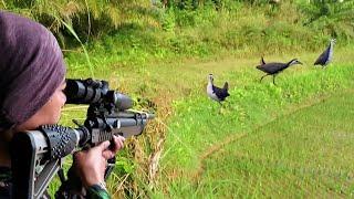 BERBURU BURUNG RUAK RUAK DI SPOT MELIMPAH