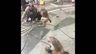 Monkey rebellion