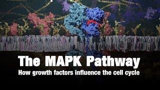 The MAPK Pathway – How Growth Factors Influence the Cell Cycle