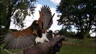 FALCONRY:First Flight of Harris Hawk after Moult-2024-25 Season Begins!