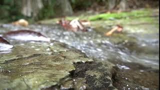 stock footage no copyright full hd-nature-small stream flow. river rock is the main focus