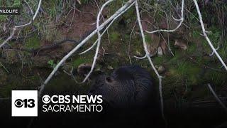 Fight to remove invasive species from San Joaquin County wetlands continues