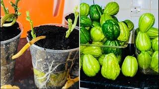 Growing Chayote Upside Down in a Cup #garden #gardening #chayote #bbc #nature