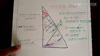Posterior Triangle | Part 1 | Occipital Triangle | The Charsi of Medical Literature